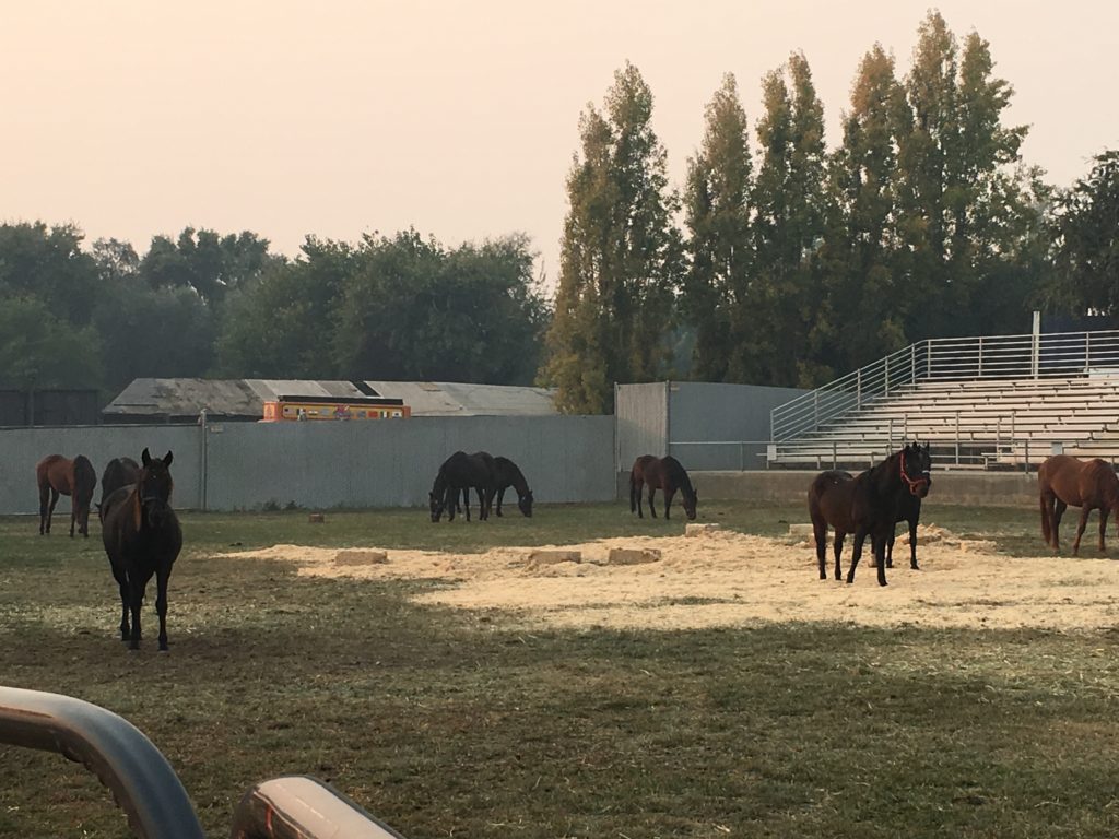 Horses evacuated to the vallejo fairgorunds