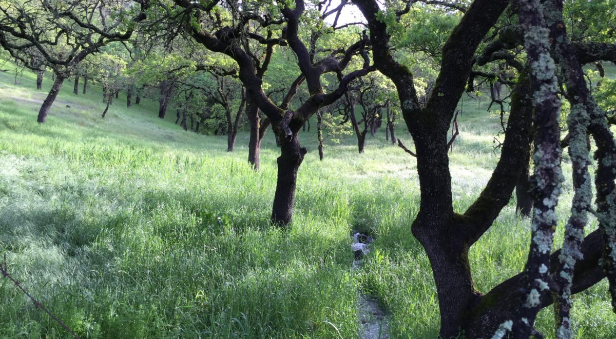 Ephemeral Stream