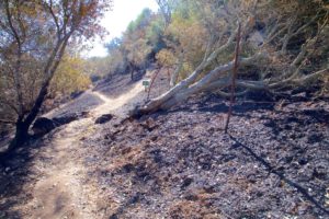 Skyline Wilderness Park role in the Atlas Peak Fire