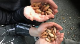 Children holding acorns ready for planting
