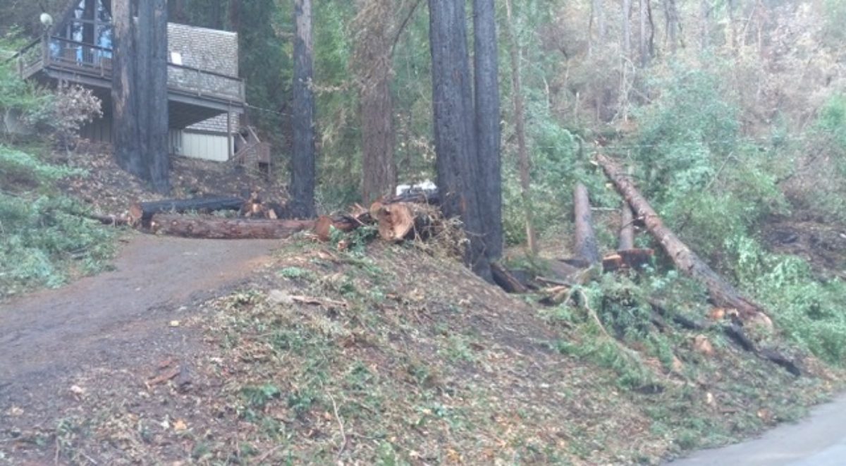 Trees slated to be removed by PG&E are marked with green.
